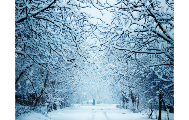 Wintery scene with trees and a road