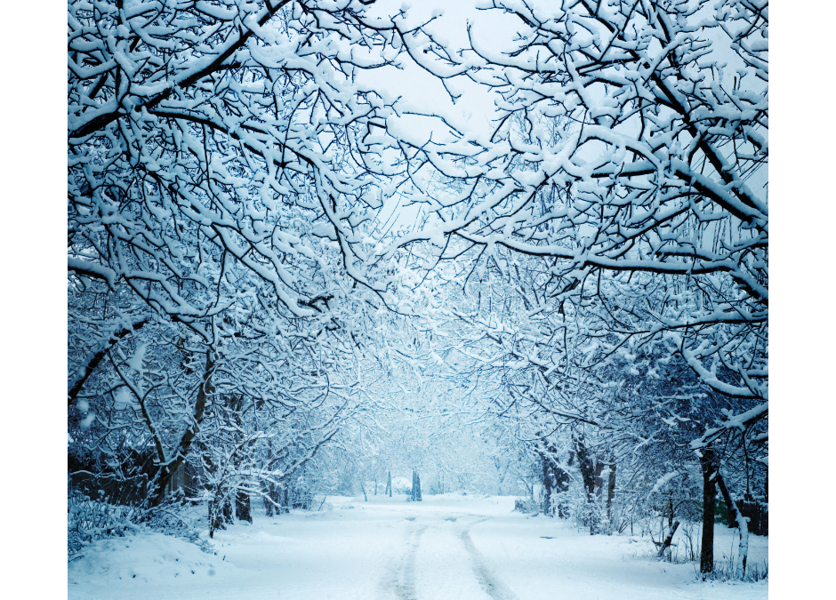 Wintery scene with trees and a road