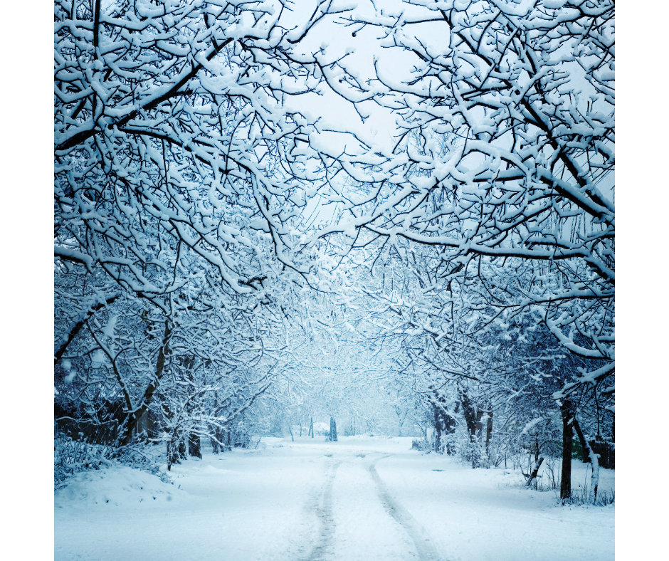 Wintery scene with trees and a road